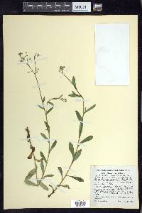 Myosotis scorpioides image