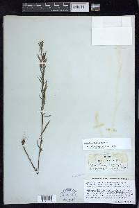 Epilobium leptophyllum image