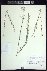 Epilobium leptophyllum image