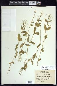 Epilobium hornemannii image