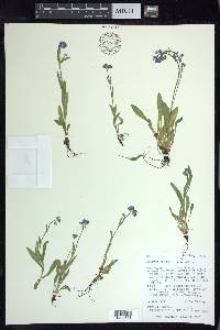 Myosotis alpestris image