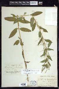 Epilobium ciliatum subsp. glandulosum image