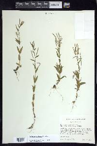 Epilobium halleanum image