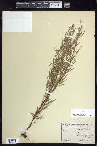 Epilobium leptophyllum image