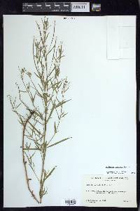 Epilobium leptophyllum image