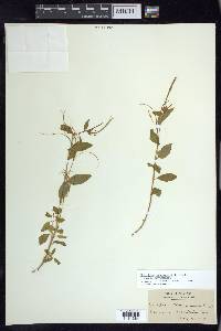 Epilobium hornemannii subsp. hornemannii image