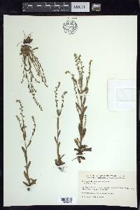 Myosotis macrosperma image