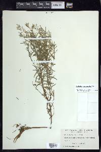 Epilobium leptophyllum image