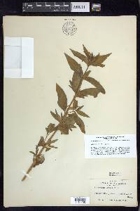 Epilobium luteum image