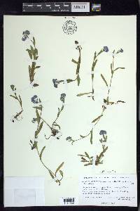 Myosotis asiatica image