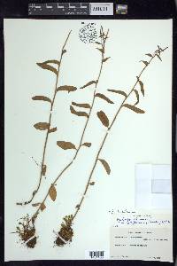 Epilobium lactiflorum image