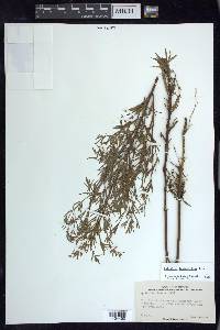 Epilobium leptophyllum image