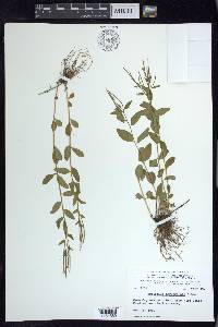 Epilobium hornemannii image