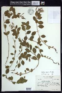 Epilobium rigidum image