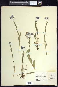 Myosotis alpestris image