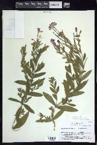 Epilobium hirsutum image