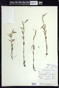 Epilobium leptophyllum image