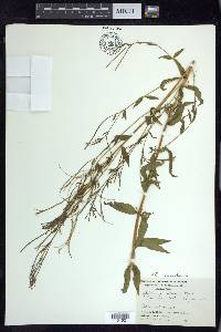 Epilobium saximontanum image