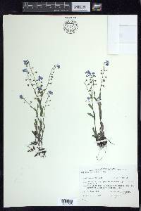 Myosotis sylvatica image