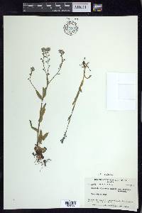 Myosotis asiatica image