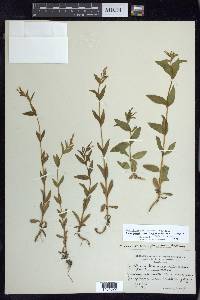 Epilobium saximontanum image