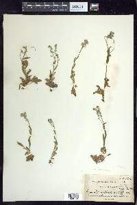 Myosotis alpestris image