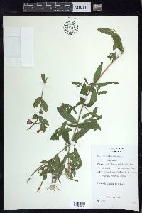 Epilobium hirsutum image