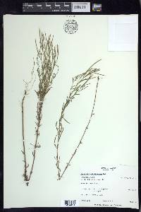 Epilobium leptophyllum image