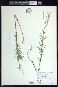 Epilobium leptophyllum image