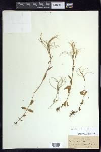 Epilobium lactiflorum image