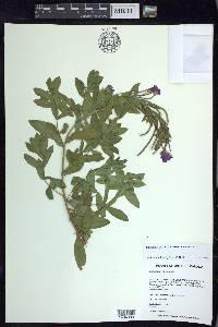 Epilobium hirsutum image