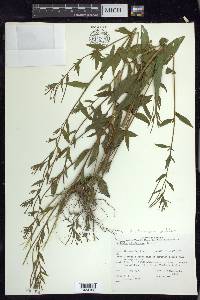 Epilobium ciliatum subsp. glandulosum image