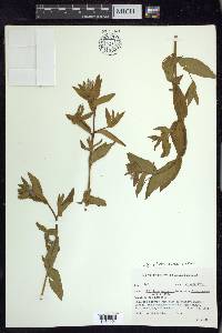 Epilobium ciliatum subsp. watsonii image