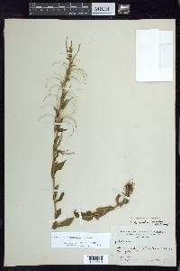 Epilobium saximontanum image