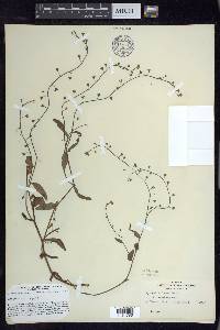 Myosotis laxa image