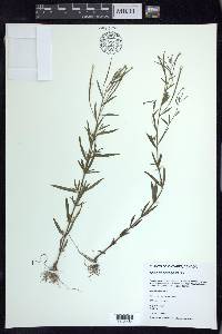 Epilobium leptophyllum image