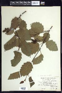 Alnus incana subsp. tenuifolia image