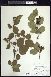 Alnus incana subsp. tenuifolia image