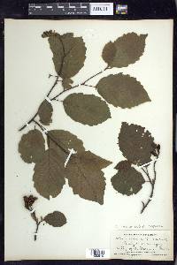 Alnus incana subsp. rugosa image