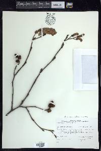 Alnus incana subsp. rugosa image