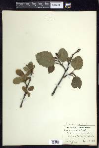 Alnus incana subsp. tenuifolia image