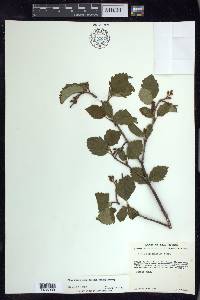 Alnus incana subsp. tenuifolia image