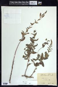 Mentha spicata image