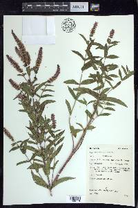 Mentha spicata image