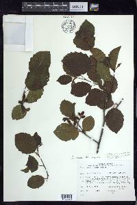 Alnus incana subsp. rugosa image