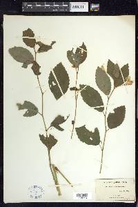 Impatiens pallida image