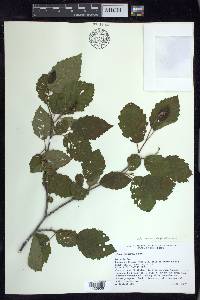 Alnus incana subsp. tenuifolia image