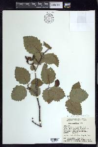 Alnus incana subsp. tenuifolia image