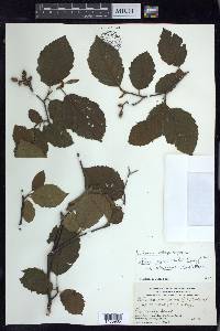 Alnus incana subsp. rugosa image