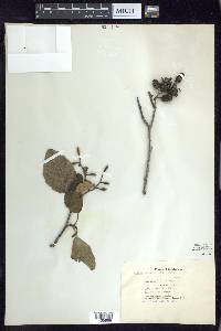 Alnus rhombifolia image